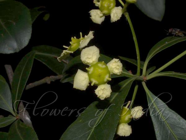 Fleshy-Flowered Spindle Tree